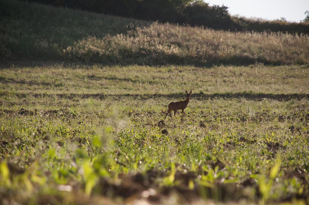 Agriturismo La Pieve กอลเลวัลเดลซา ภายนอก รูปภาพ